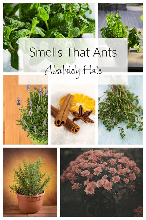 What scent do ants hate. Things To Know About What scent do ants hate. 